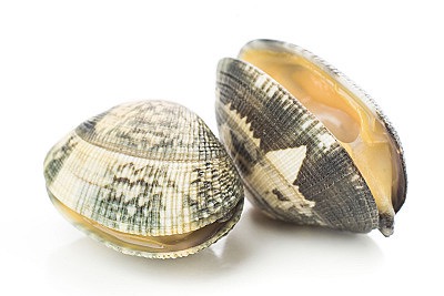 Palourdes - vivantes