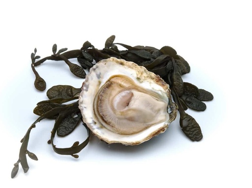 Huître Plate - Zélande - 000