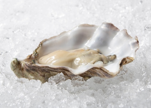 Huître St Camelot - Zélande