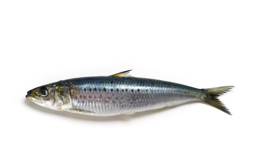 Sardines filets