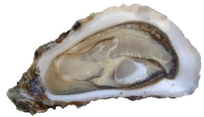 Huîtres Fines de Claire - Marennes Oléron - n°3