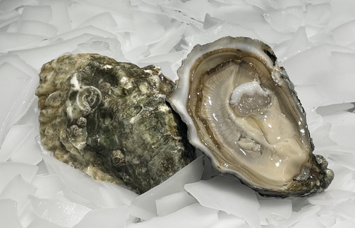 Huîtres Gillardeau - n°3