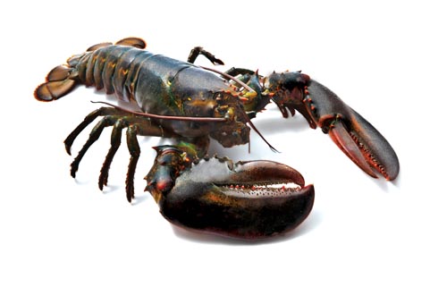 Homard Canada - vivant