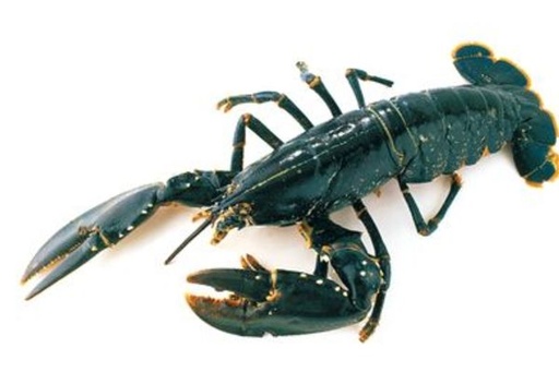 Homard Européen - vivant