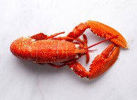 Homard Européen - cuit