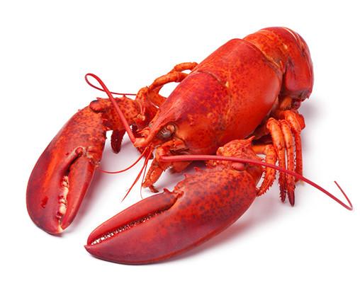 Homard Canada - cuit