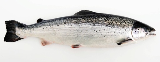 Saumon entier