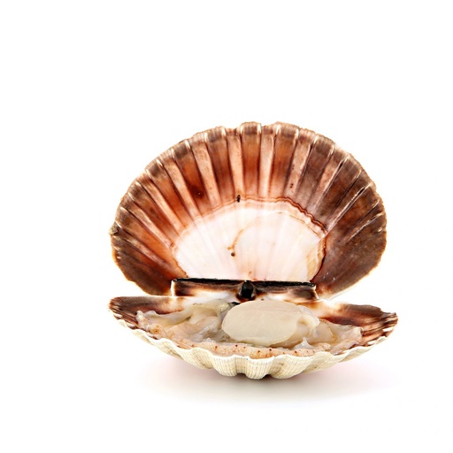 Coquille St Jacques entière