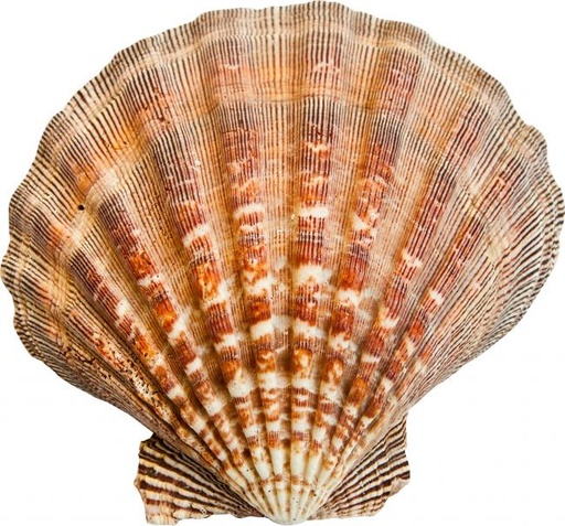 Coquille St Jacques vide